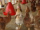 Vier von 10 in Deutschland produzierten Eiern kamen 2019 aus Niedersachsen
