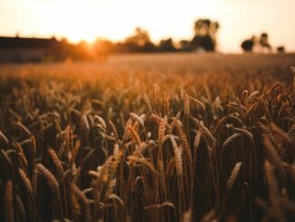Die ersten endgültigen Ergebnisse der Landwirtschaftszählung 2020: Getreide weiterhin stärkste Anbaufrucht in Niedersachsen