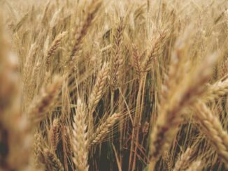 Weizen in Niedersachsen - Erntemengen und Handelsvolumen im Jahr 2021