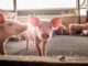 Statement von Wirtschaftsminister Althusmann zu den Corona-Hilfen für Schweinehalter