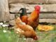Hühnereier aus Niedersachsen - LAVES untersucht Eier auf Salmonellen