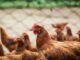 Legehennenhaltung im Jahr 2021 in Niedersachsen: mehr Eier aus ökologischer Erzeugung