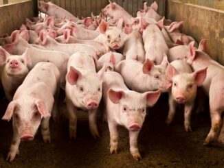 Neue Haltungskennzeichnung bei Schweinefleisch