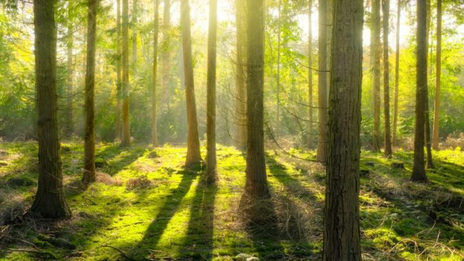 Waldfläche nimmt zu, Flächenverbrauch nimmt ab
