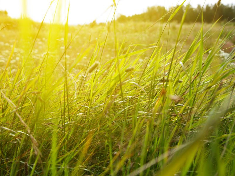 Umweltverbände decken auf: Anbauflächen für Agrokraftstoffe könnten Kalorienbedarf von bis zu 35 Millionen Menschen decken