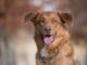 Hundezubehör und -produkte: Einblicke in den boomenden Markt für Hundebedarf