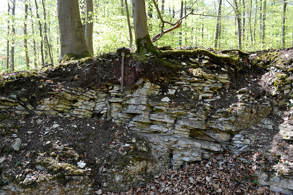 Die Rendzina ist Boden des Jahres 2025: LBEG betont zum heutigen Weltbodentag die Bedeutung wichtiger Georessourcen